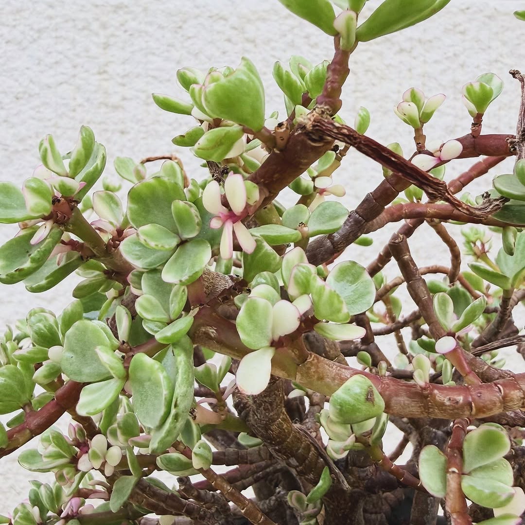 Jade in Classic Sculpture Pot