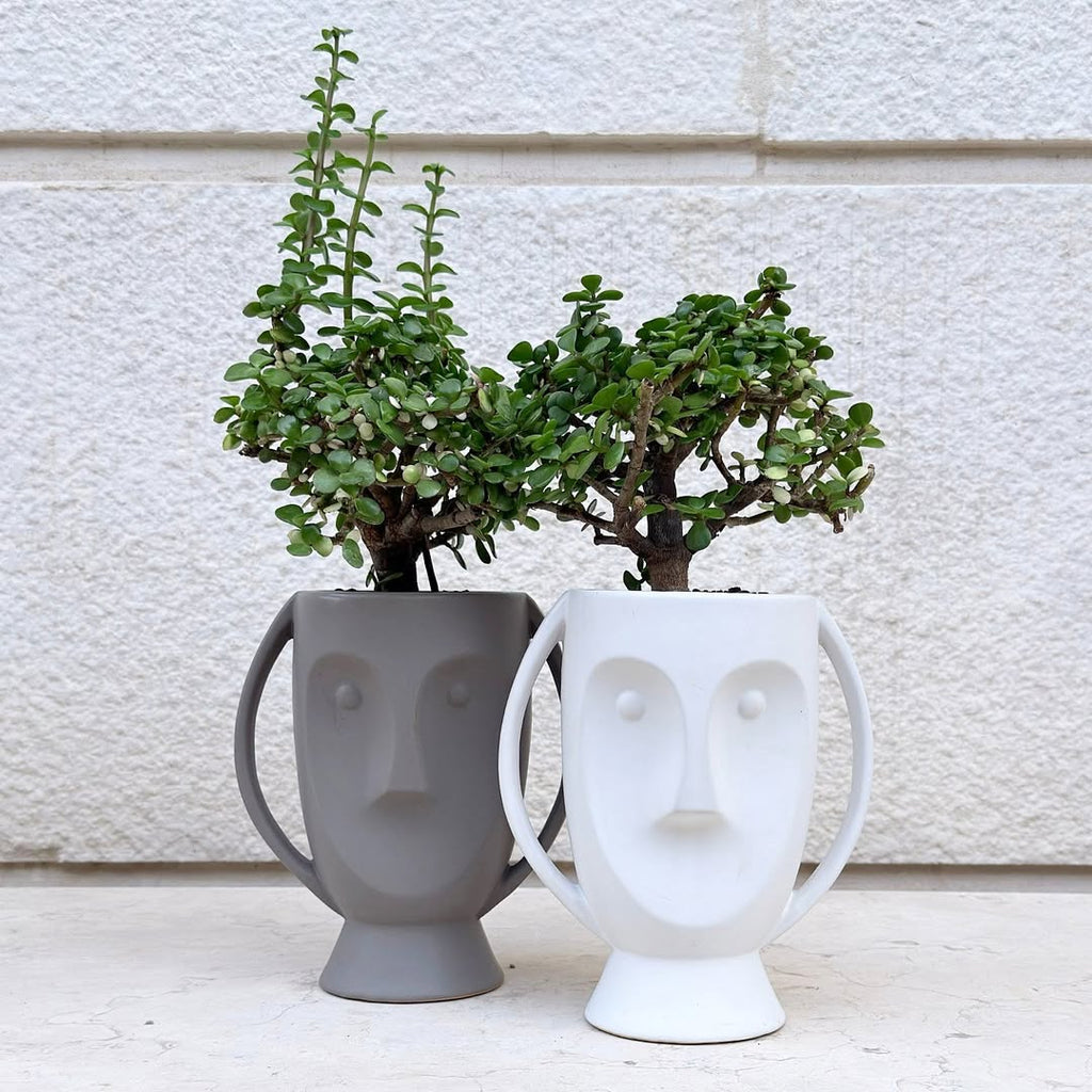 Jade Plant in Sculpture pot