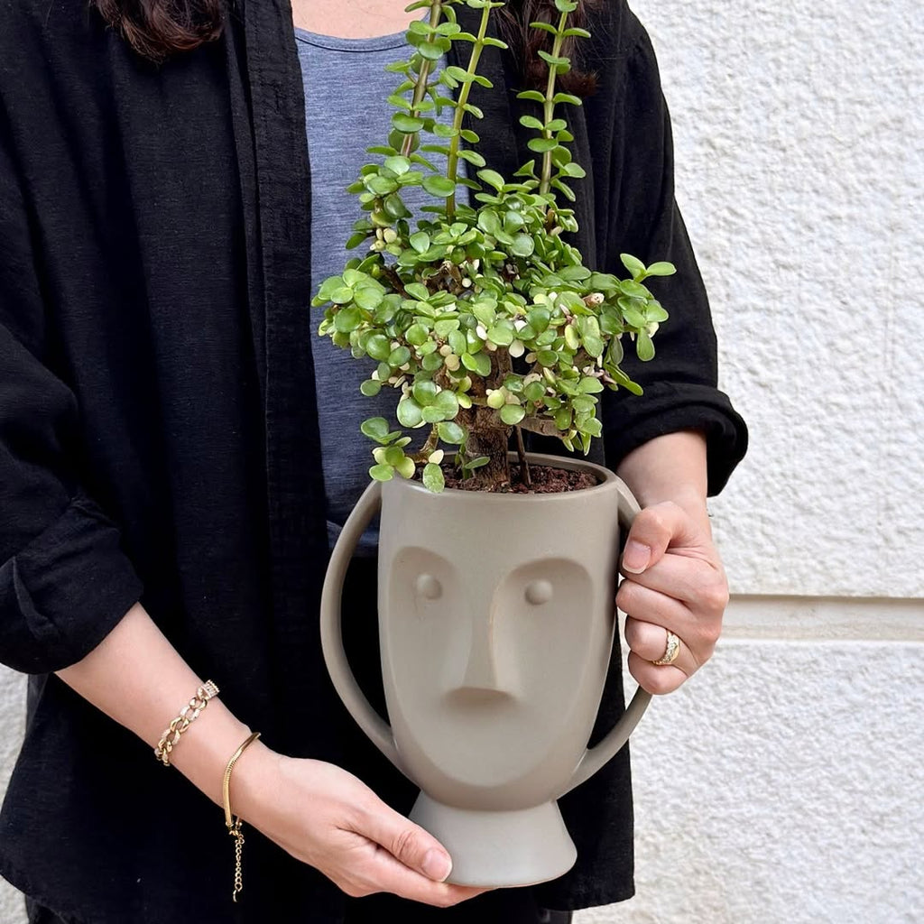 Jade Plant in Sculpture pot