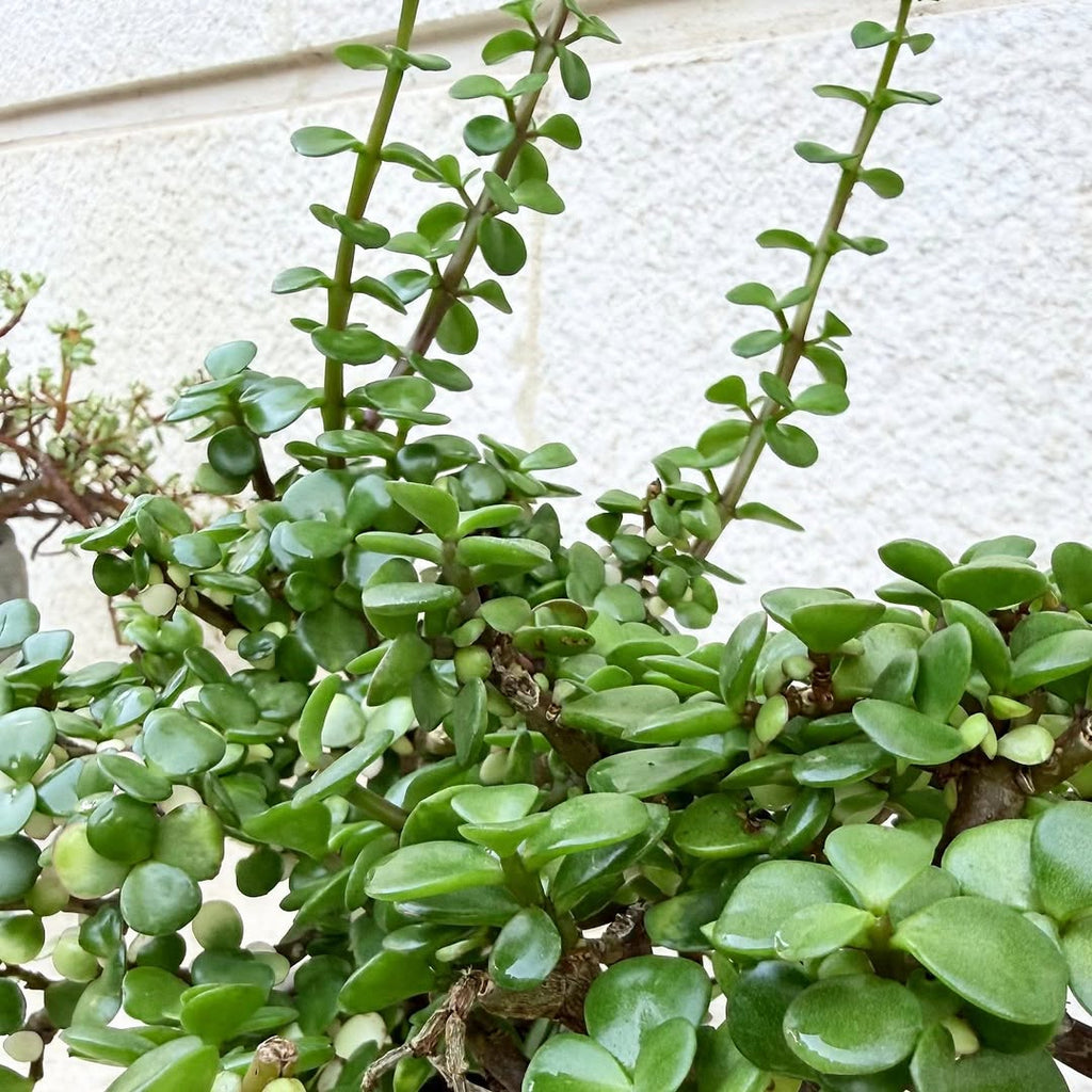 Jade Plant in Sculpture pot