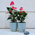 Pink Anthurium