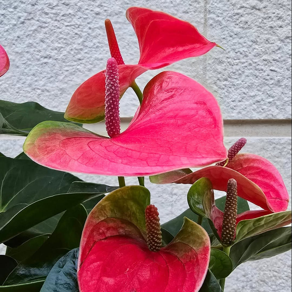 Pink Anthurium