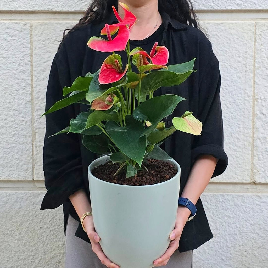 Pink Anthurium