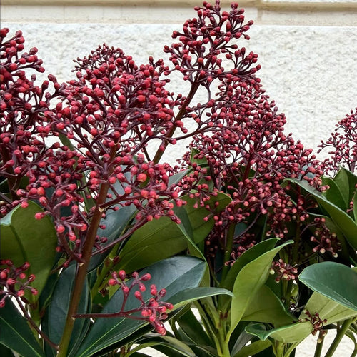 Skimmia