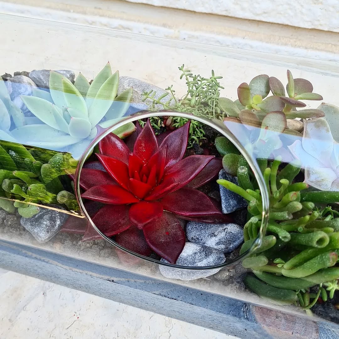 Succulents in a Bottle