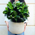 Gardenia