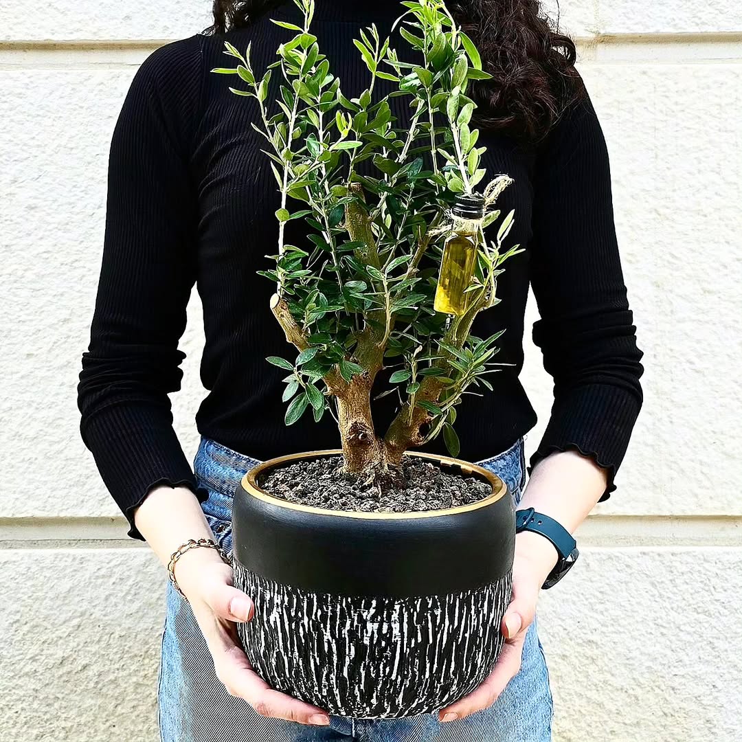 Mini Olive Tree