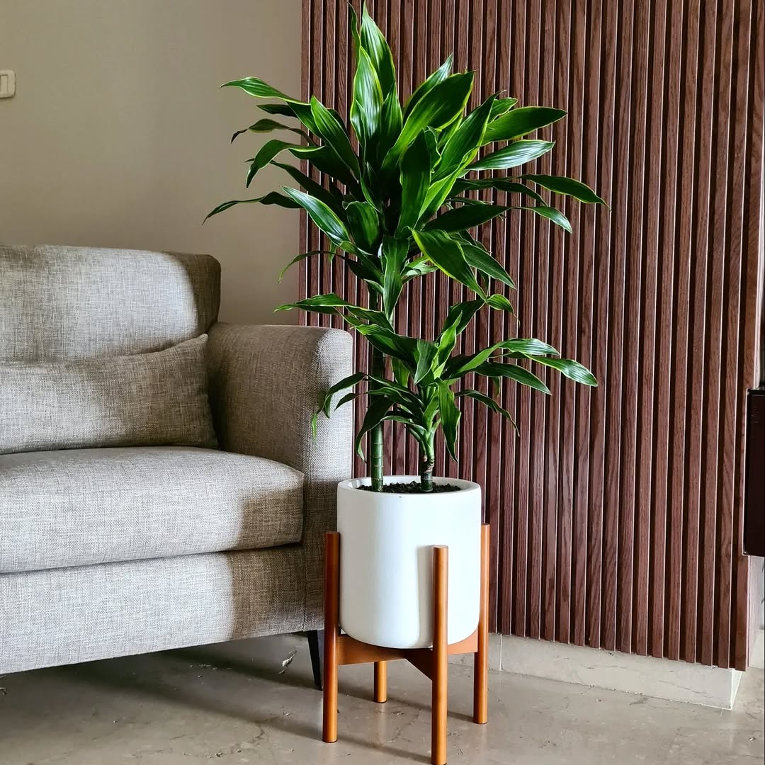 Dracena