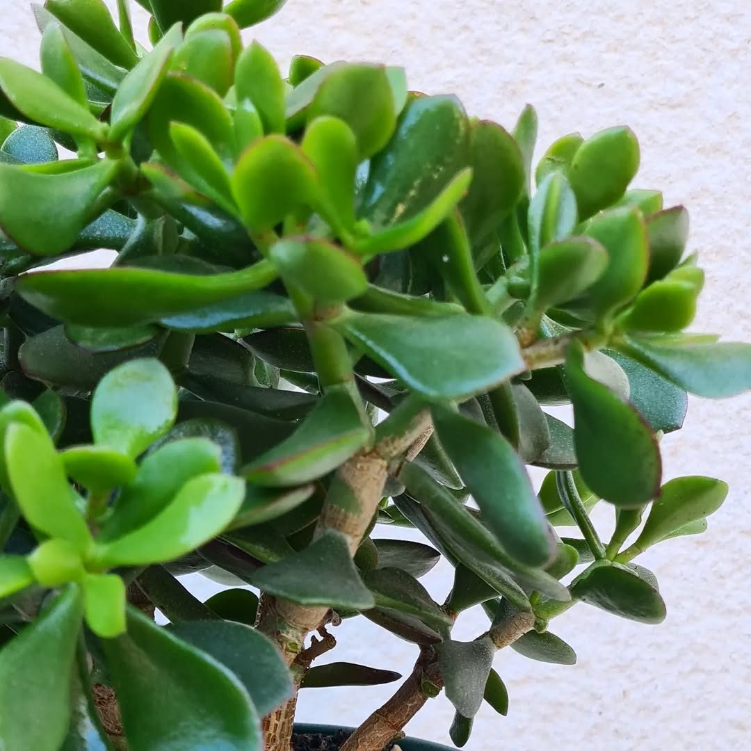 Crassula Jade Bonsai
