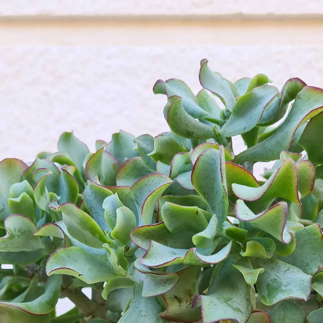 Crassula Jade Bonsai