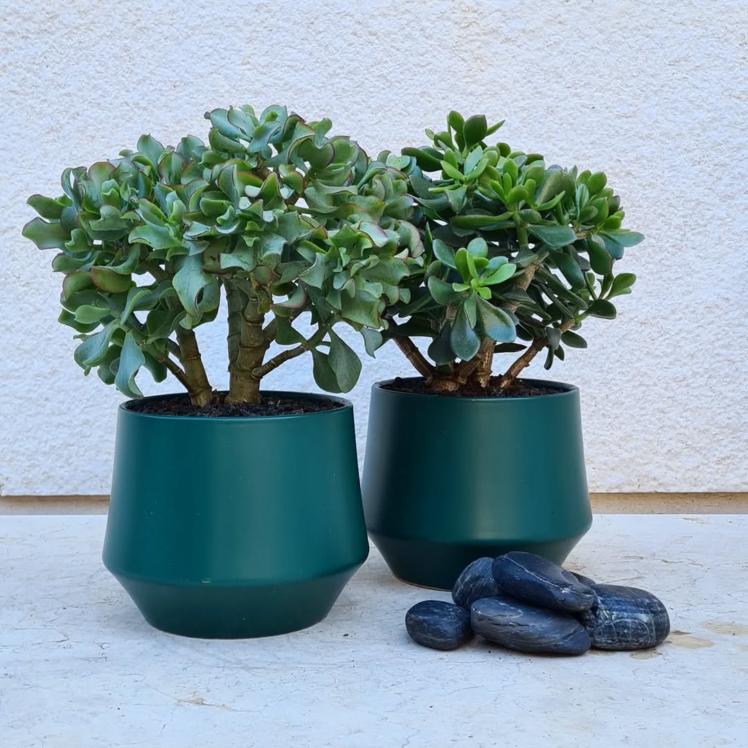 Crassula Jade Bonsai
