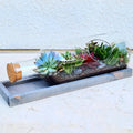 Succulents in a Bottle