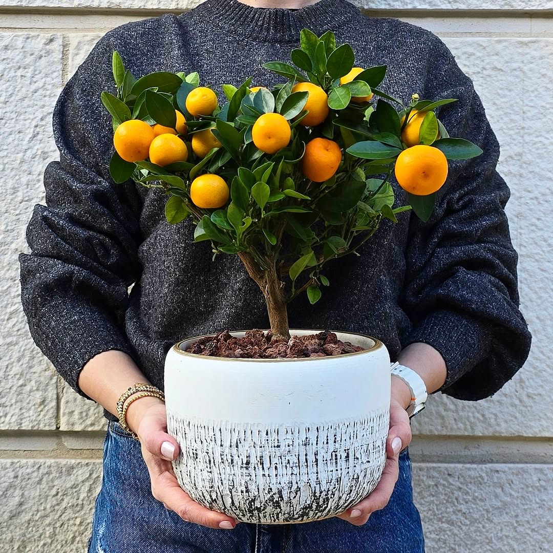 Mini Calamantina Tree