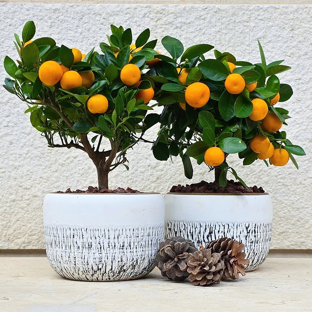 Mini Calamantina Tree