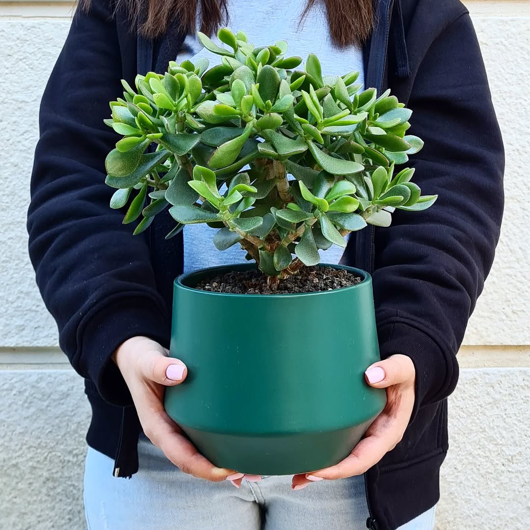 Crassula Jade Bonsai
