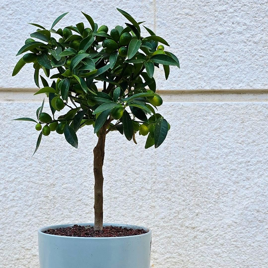 Kumquat Tree