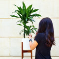 Dracena