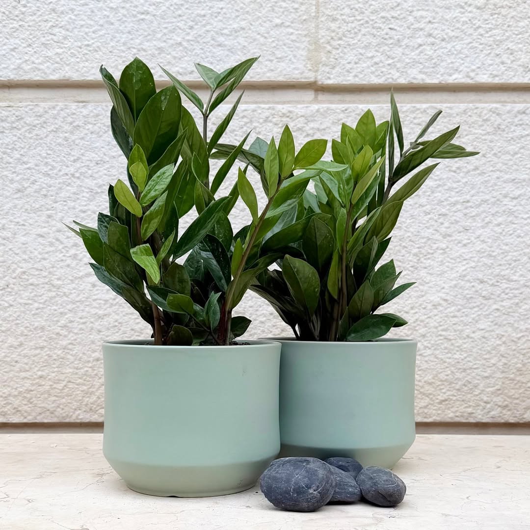 Mini Zamia