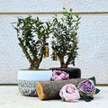 Mini Olive Tree