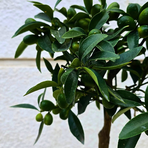 Kumquat Tree